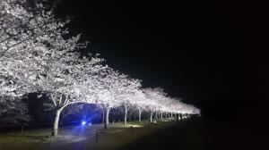 氏家ゆうゆうパークの桜のライトアップの写真