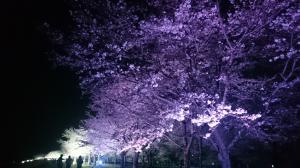 氏家ゆうゆうパークの桜の写真