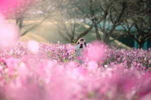 秋桜の写真