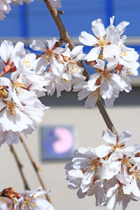 市章と桜の写真