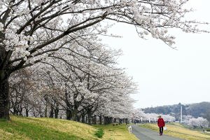 ゆうゆうパークの桜の写真