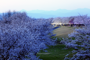 夕桜の写真