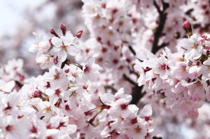 桜満開の写真