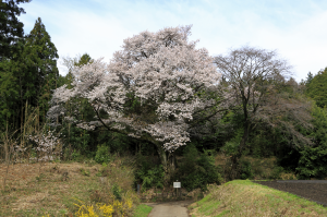 将軍桜の写真