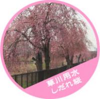 草川用水しだれ桜