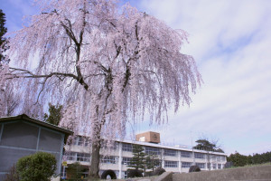南小学校桜の写真1