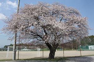 露天風呂入口公園の写真2