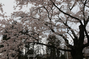 八幡神社（桜野）の写真1