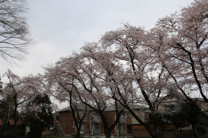 八幡神社（桜野）の写真2