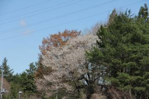 桜観音の写真2