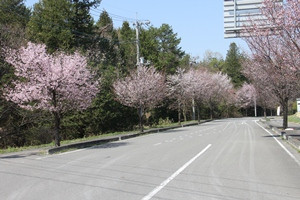 桜が丘の写真1