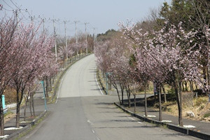桜が丘の写真2