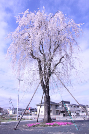 上阿久津しだれ桜の写真1