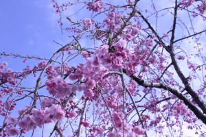 上阿久津しだれ桜の写真2