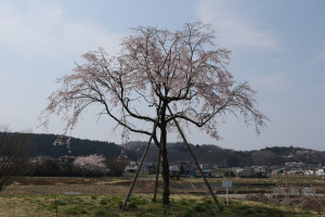 道の駅きつれがわの写真1