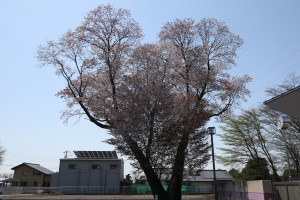 氏家幼稚園の写真1