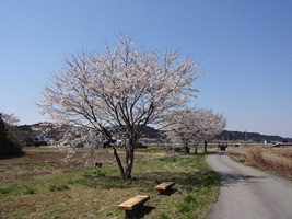 荒川水辺公園（右岸）の写真2