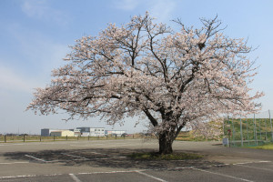 鬼怒川運動公園の写真1