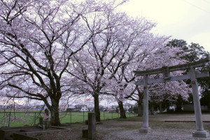 今宮神社(上野）の写真