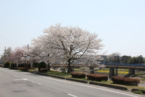 旭橋公園の写真2