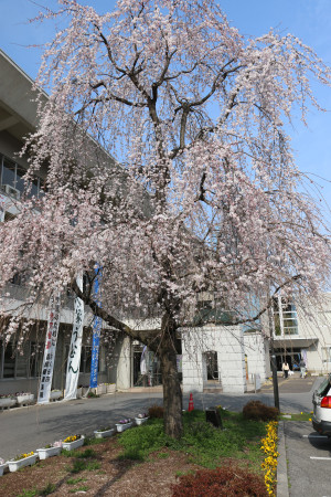 市役所しだれ桜の写真1