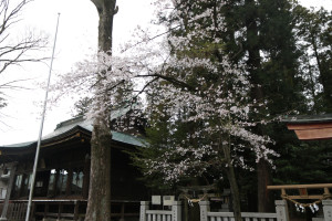 今宮神社の写真2