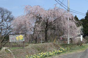 上河戸高月のしだれ桜の写真1