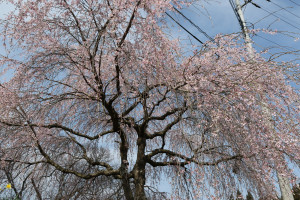 上河戸高月のしだれ桜の写真2
