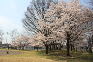 風の丘公園の写真1