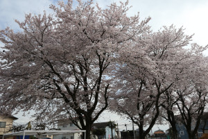 ふれあい保育園の写真2