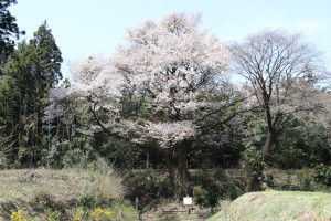 将軍桜の写真