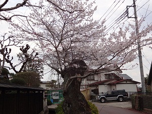 横町御用堀脇の写真1