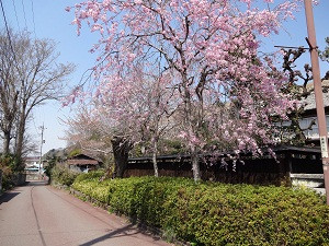 横町御用堀脇の写真2