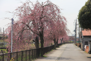 草川用水しだれ桜の写真2