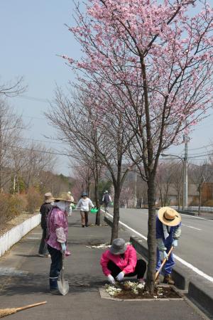 桜ケ丘メインストリートの写真