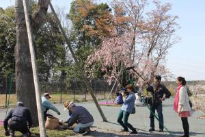 桜守活動の写真2