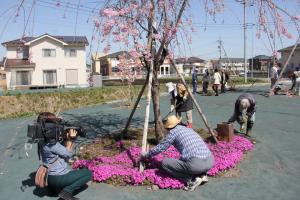 桜守活動の写真3