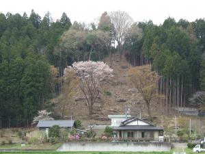 鳴神山桜の写真