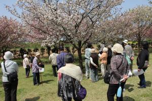 桜見本園の写真3