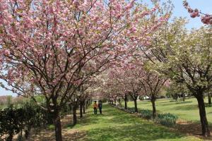 桜見本園の写真4