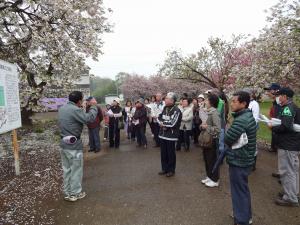 桜見本園の写真1