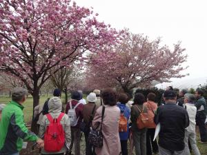 桜見本園の写真2