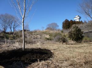 桜植栽の写真4