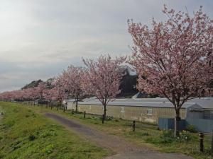 桜まつりの写真4