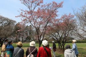 桜見本園研修の写真3