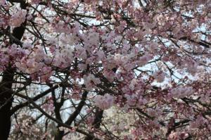 桜見本園の写真