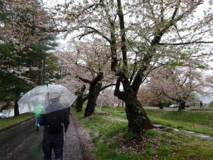 観音寺川桜並木の写真2