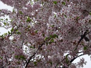 磐梯山牧場桜の写真