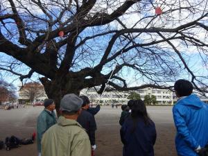 氏家小学校桜保全活動1