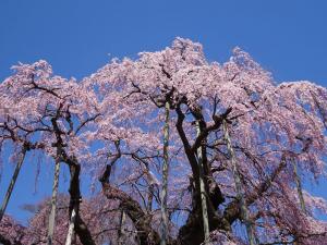 三春の滝桜の写真2